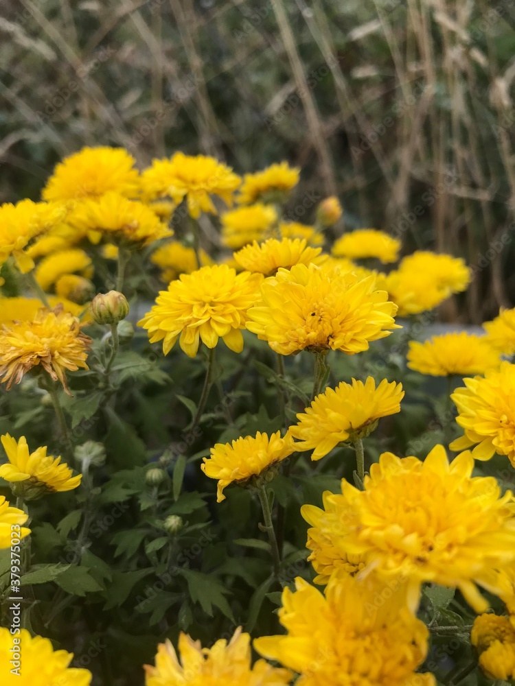 yellow flowers in the park yellow flowers in the park