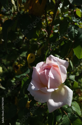 Faint Pink Flower of Rose 'Sharifa Asma' in Full Bloom
 photo
