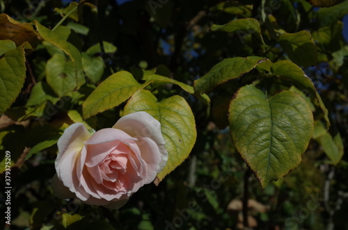 Faint Pink Flower of Rose 'Sharifa Asma' in Full Bloom
 photo