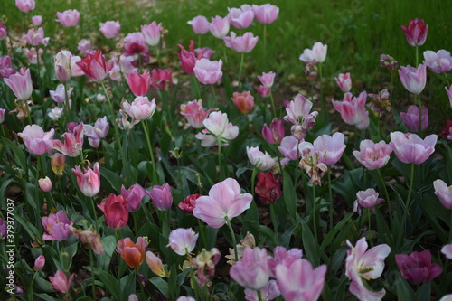 Wallpaper Mural 튤립 Torontodigital.ca