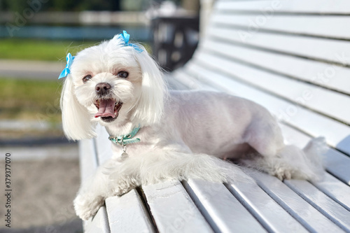 almost sharp photo. photo session of the Maltese lapdog in the park on a white bench photo