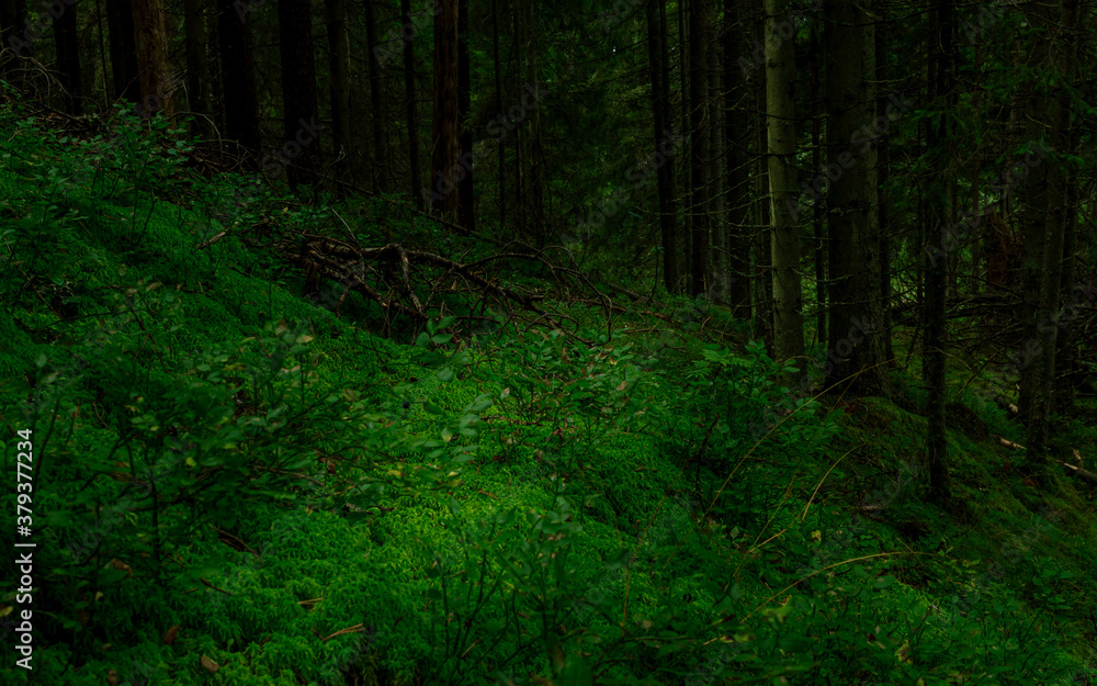 Obraz premium natural walking trail in green rain forest