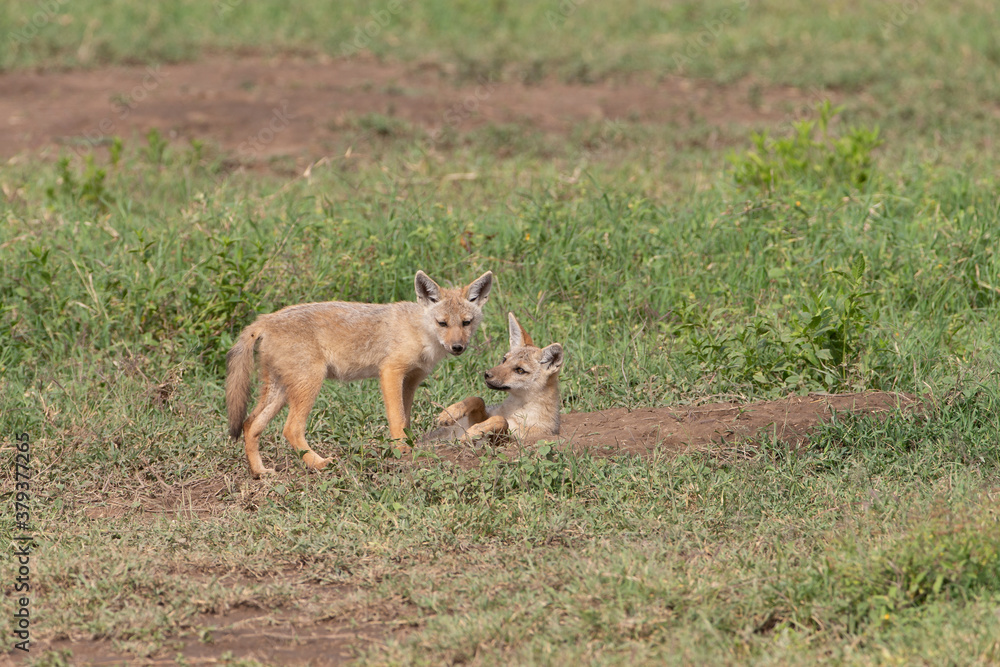Obraz premium Golden colored jackals playing in Tanzania