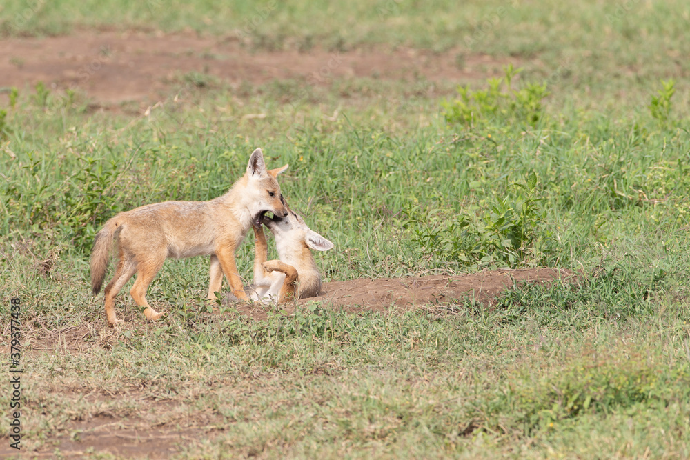 Golden colored jackals playing in Tanzania Golden colored jackals playing in Tanzania
