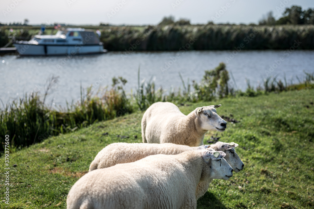 Obraz premium Three sheep all look to the right as a few boats pass through the ditch behind them.
