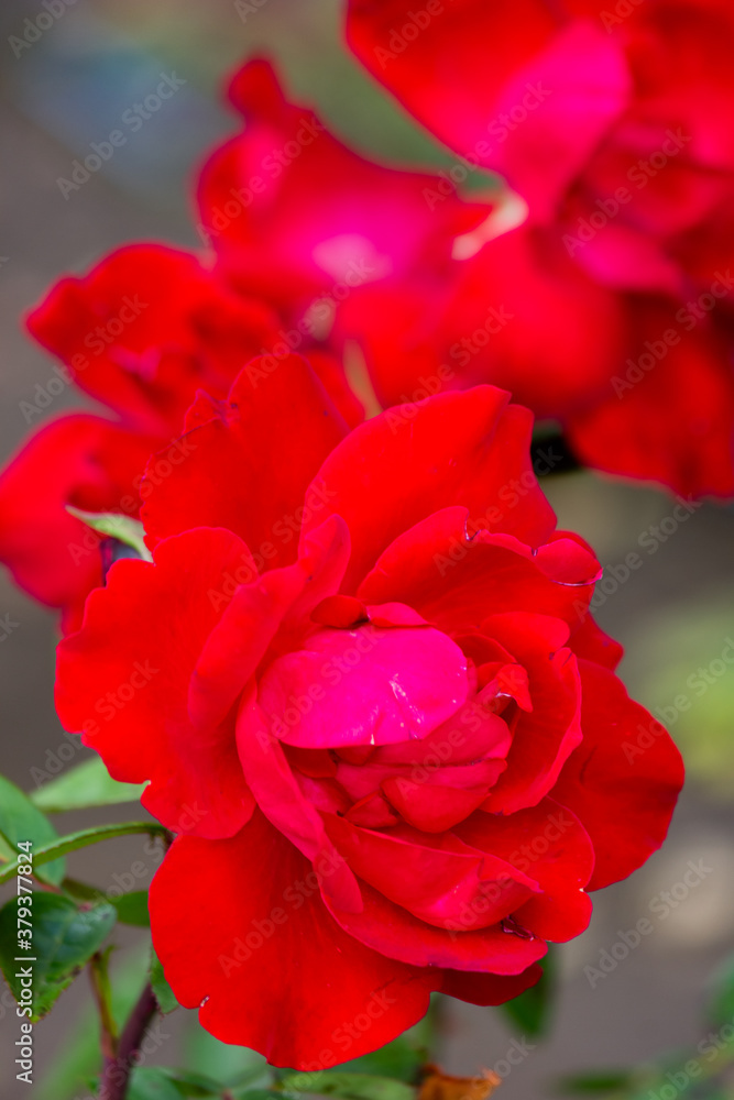 Red roses in the garden after the rain. Scarlet close-up. Red roses in the garden after the rain. Scarlet close-up.