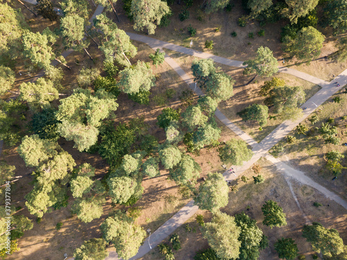 Aerial drone view. Kiev park with pines.