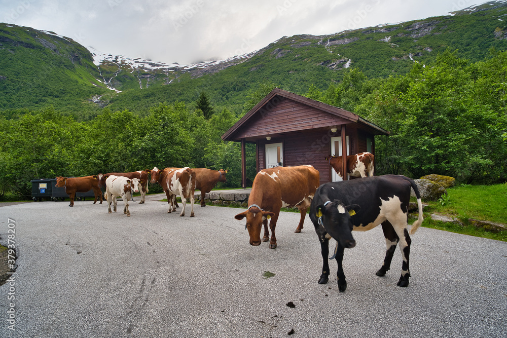 Obraz premium cows in the mountains