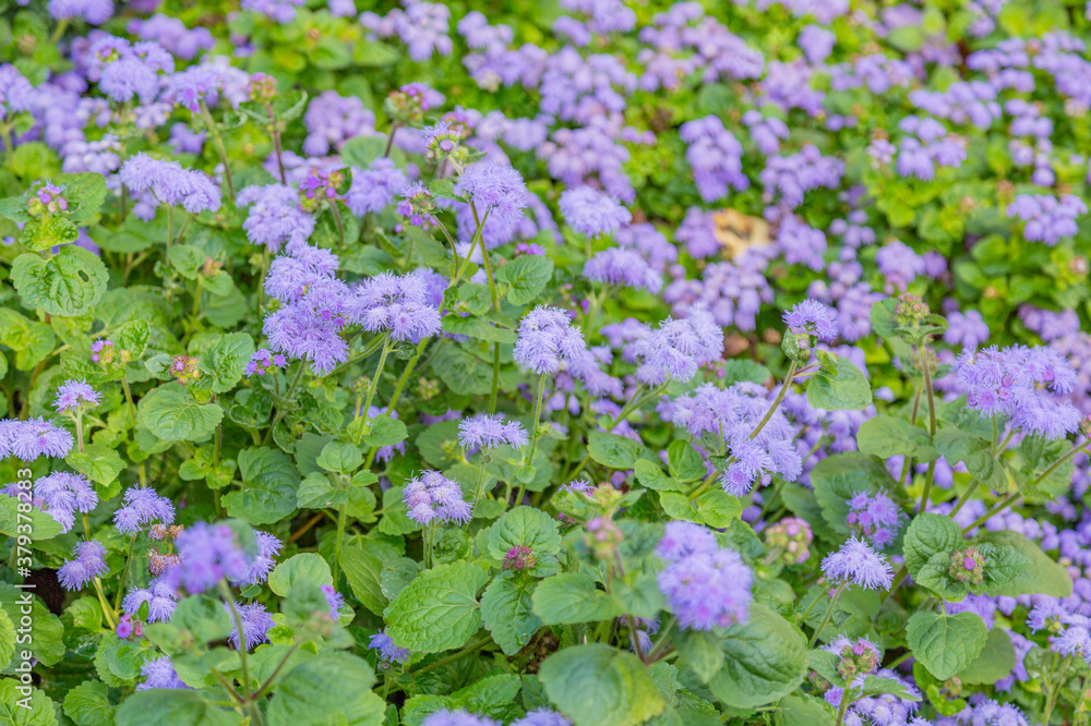 Bright autumn flower bloomed in a botanical garden Bright autumn flower bloomed in a botanical garden