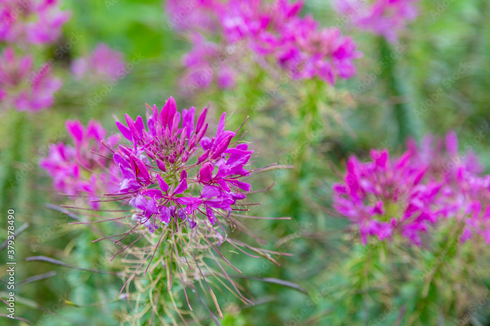 Bright autumn flower bloomed in a botanical garden Bright autumn flower bloomed in a botanical garden