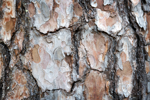 Closeup of pine bark photo