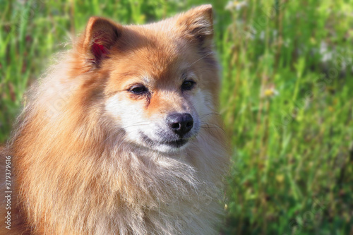 Portrait of mature female pomeranian dog