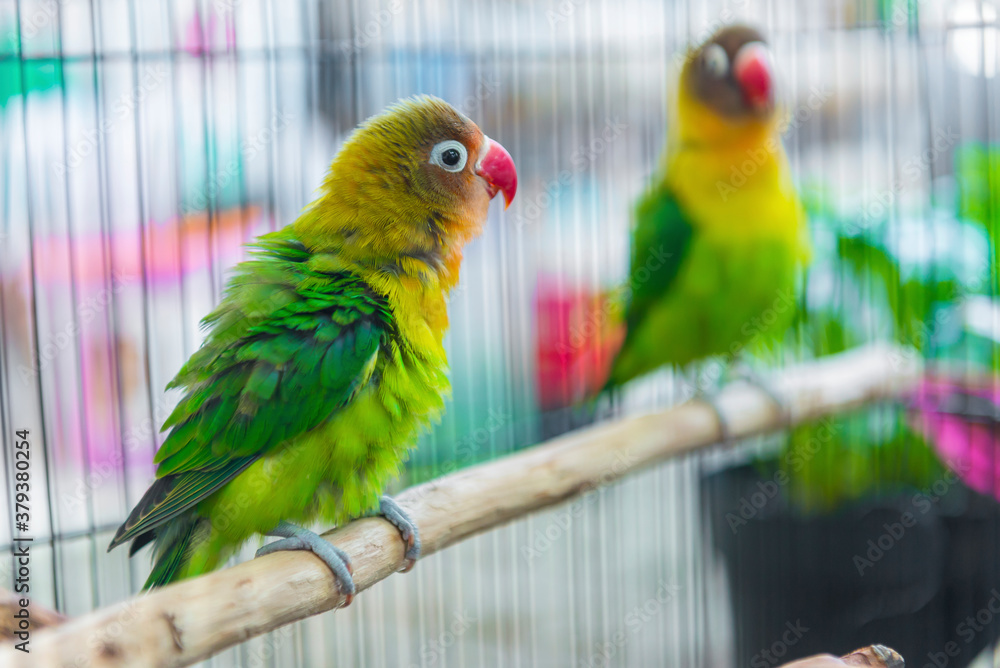 Obraz premium Lovebird standing on a branch
