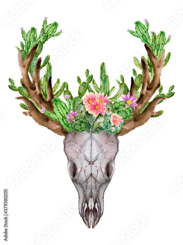 Antler Deer animal skull with cactus succulants botanical Watercolor in vintage style hand painting on white photo