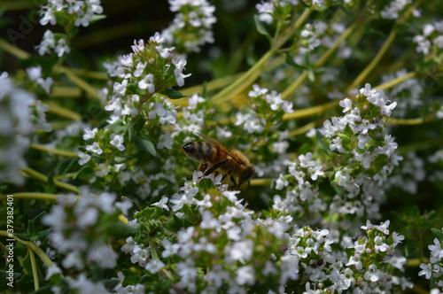 bee on a tree © Ladislava