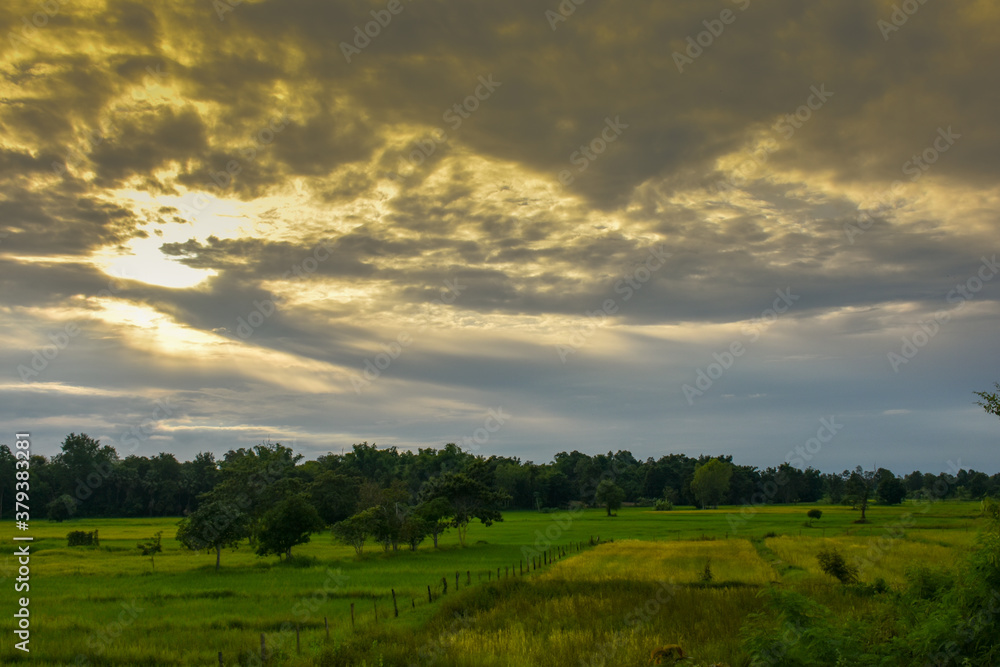 Green rice fields with golden sky in the rainy season.