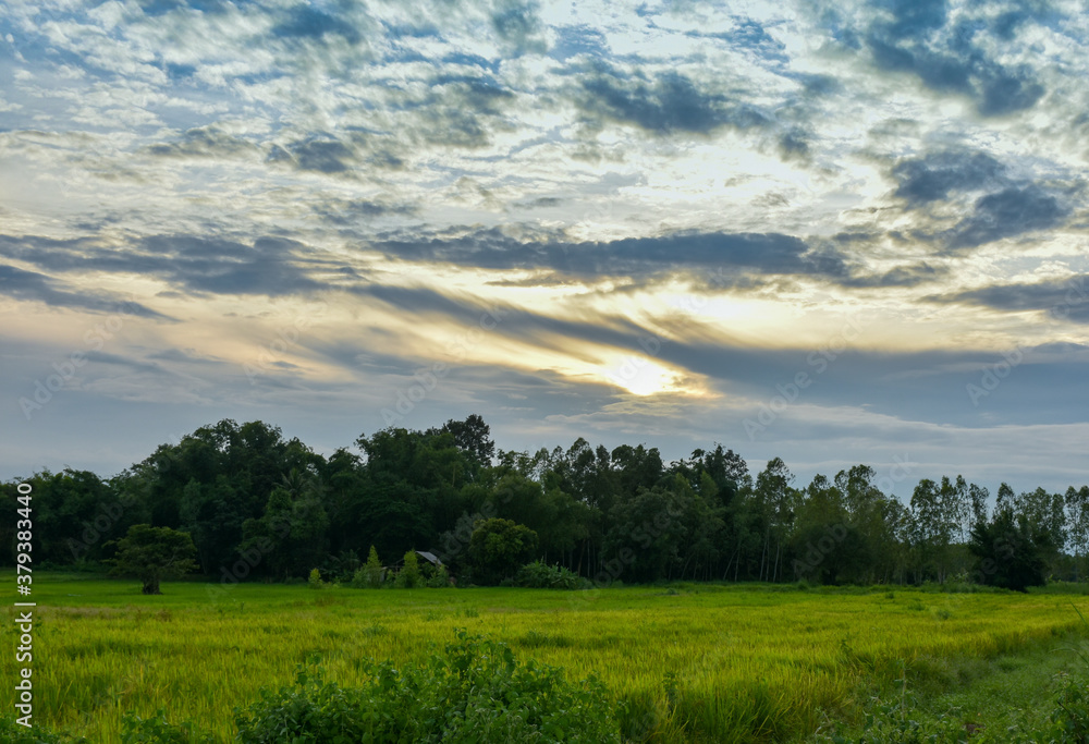 Green rice fields with blue sky in rainy season.