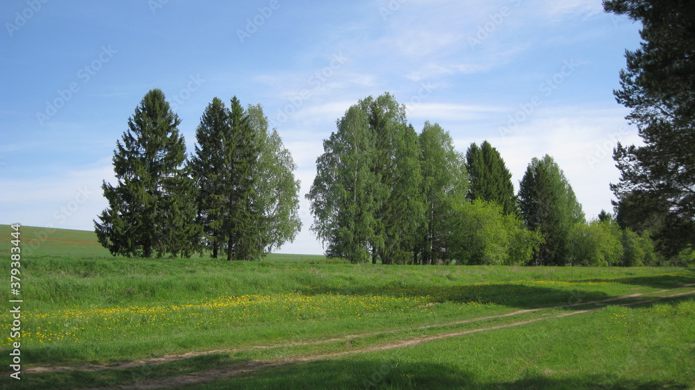 Fototapeta premium Birch