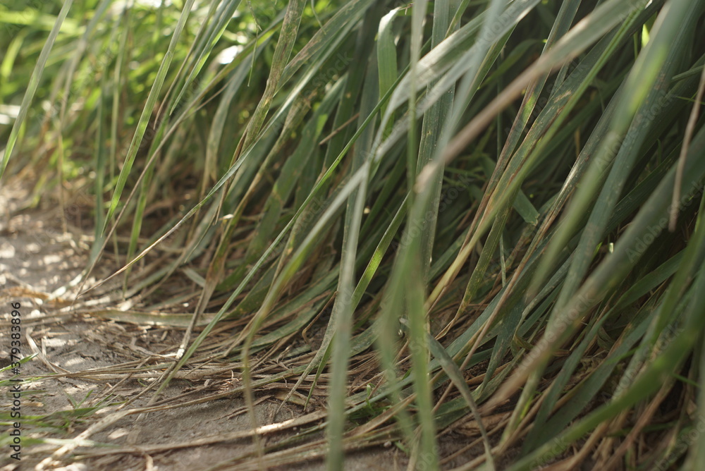 tall grass grows near a country road tall grass grows near a country road