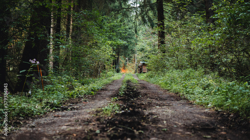 Dirt road in the Forest