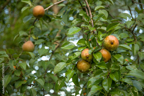Pear fruits hanging on tree in summer