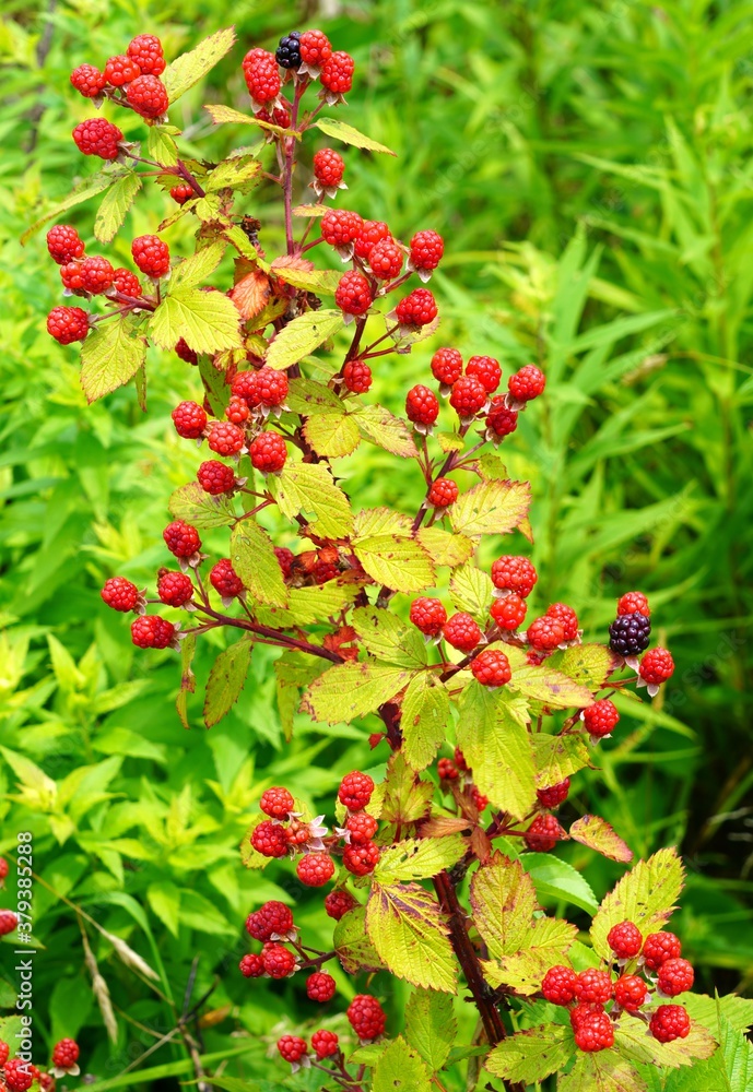 Wild blackberries growing on bushes on the side of the road