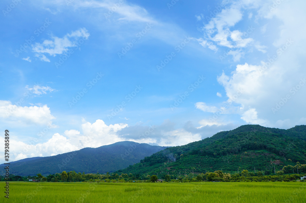 Fototapeta premium Landscape view of green grass with blue sky and clouds background.