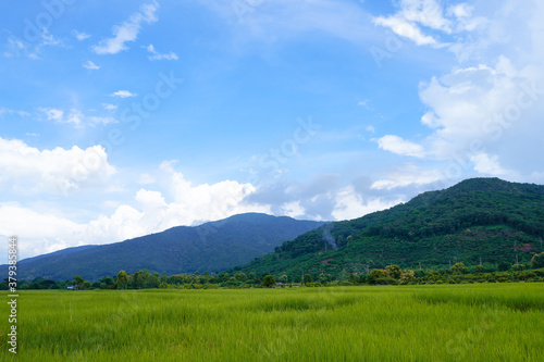 Landscape view of green grass with blue sky and clouds background.