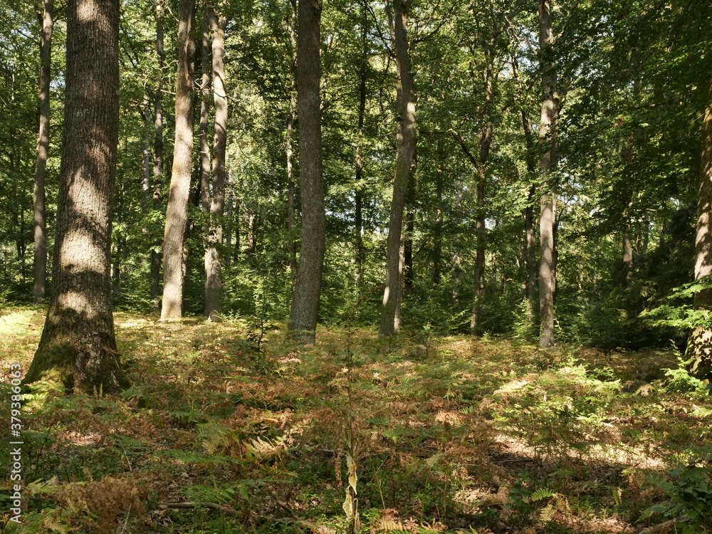 Obraz premium Waldblick bei Heinzerath