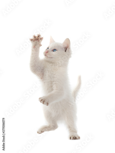 white kitten with blue eyes raised its paw. isolated on white background