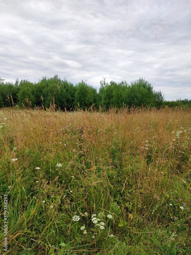field of wheat field of wheat