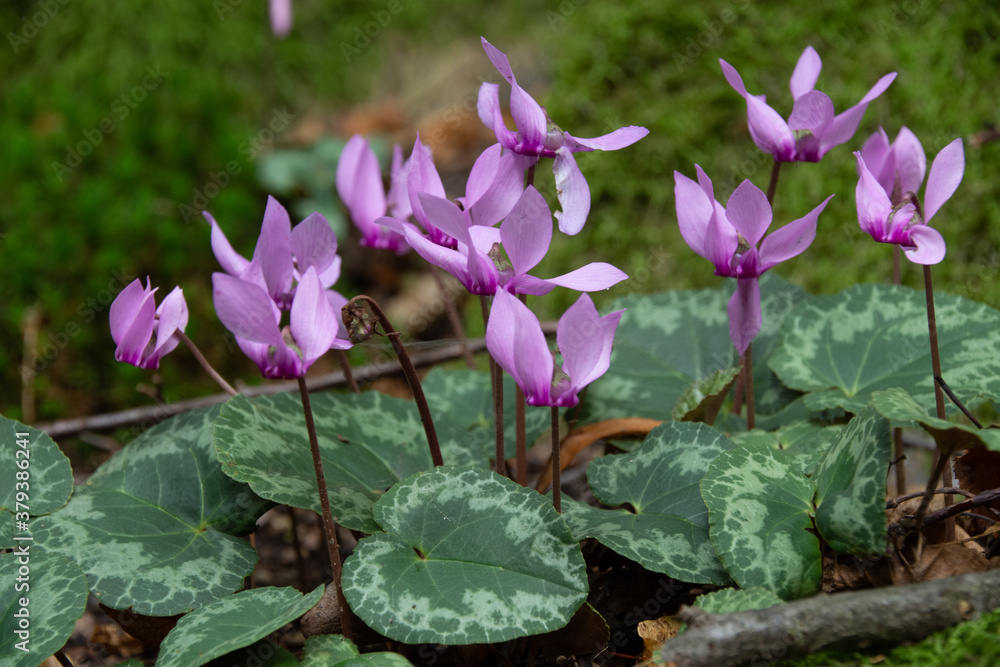 Cyclamen purpurascens - Podyji National Park, Czech Republic Cyclamen purpurascens - Podyji National Park, Czech Republic