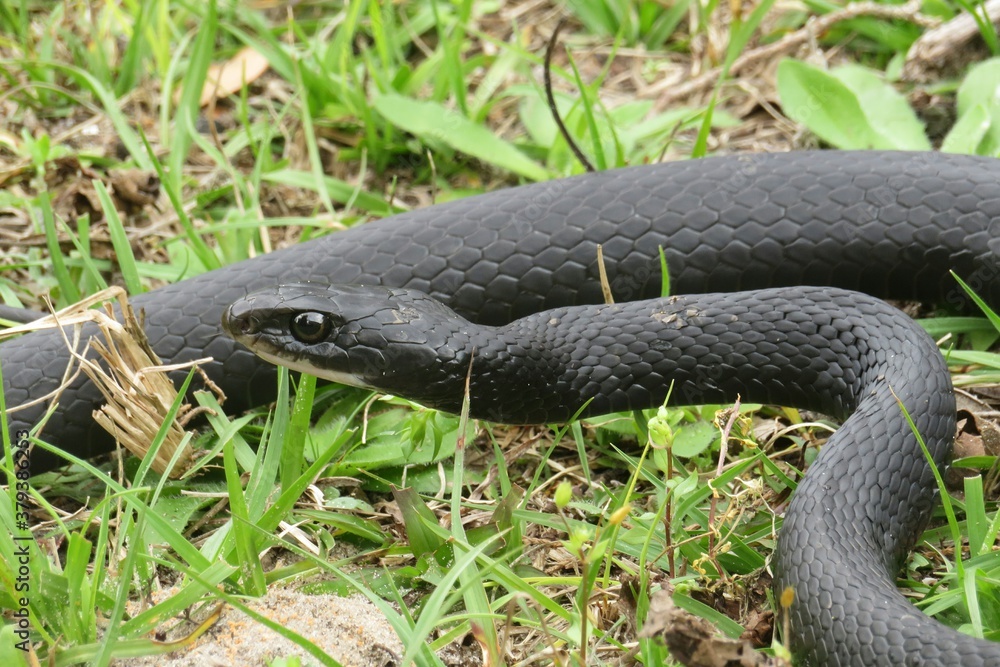 Obraz premium Black indigo snake on the grass in Florida wild, closeup