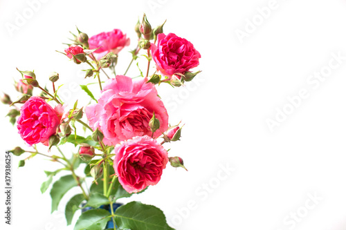 bouquet of a rose flowers isolated on a white background.