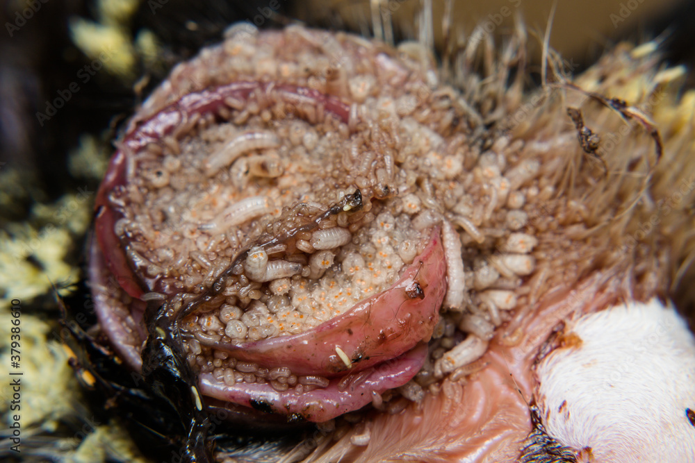 close-up photo of a kitten with maggots/myasis infestation close-up photo of a kitten with maggots/myasis infestation