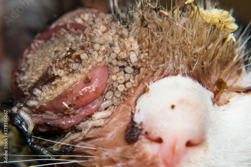 close-up photo of a kitten with maggots/myasis infestation