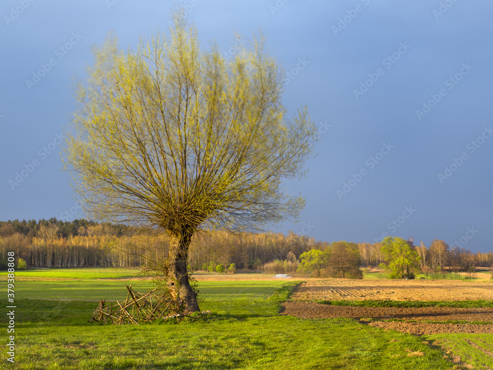 Obraz premium Wierzba