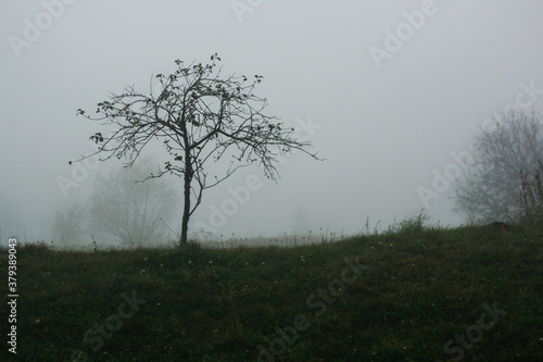 Wallpaper Mural tree in the autumn fog forest Torontodigital.ca