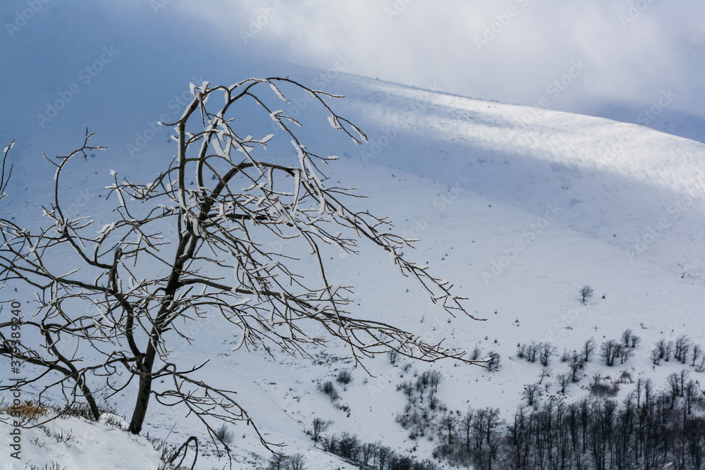 snow covered tree in the mountains