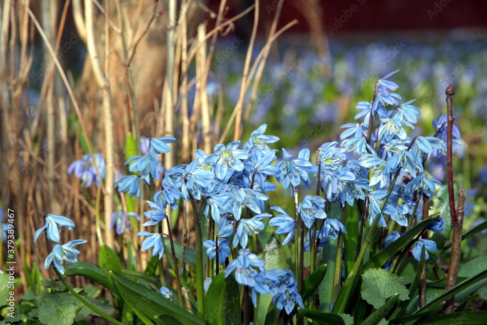 Fototapeta premium Scilla siberica. Blue stars in my garden.