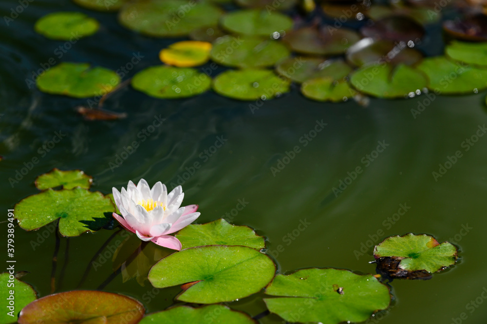 White water lily flower among green leaves. White water lily flower among green leaves.