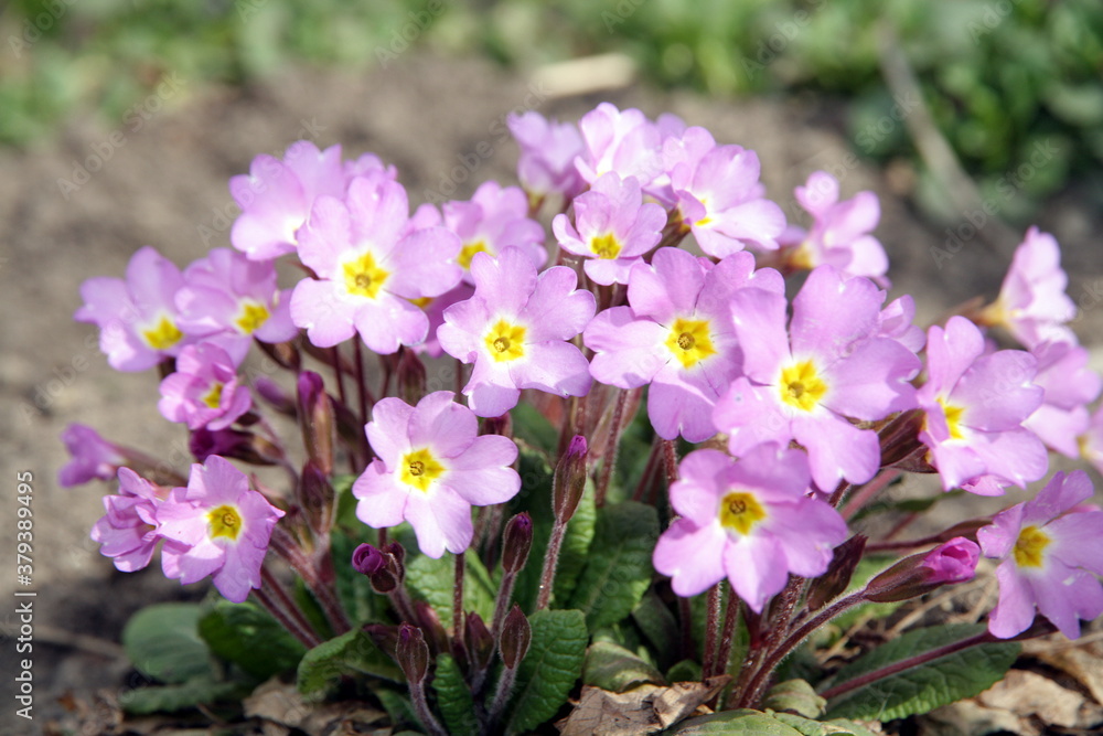Primula. Lilac joy in my garden. Primula. Lilac joy in my garden.