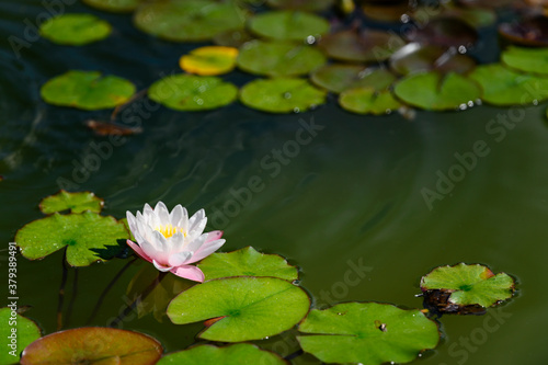 White water lily flower among green leaves.