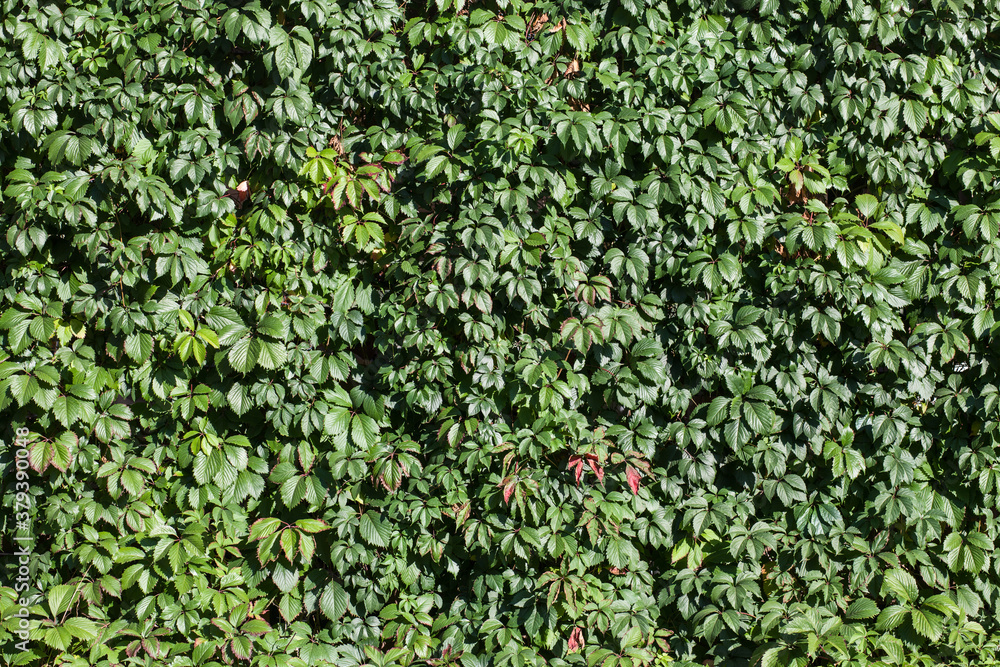 Beautiful green leaves of wild grapes. Wild grape fence.