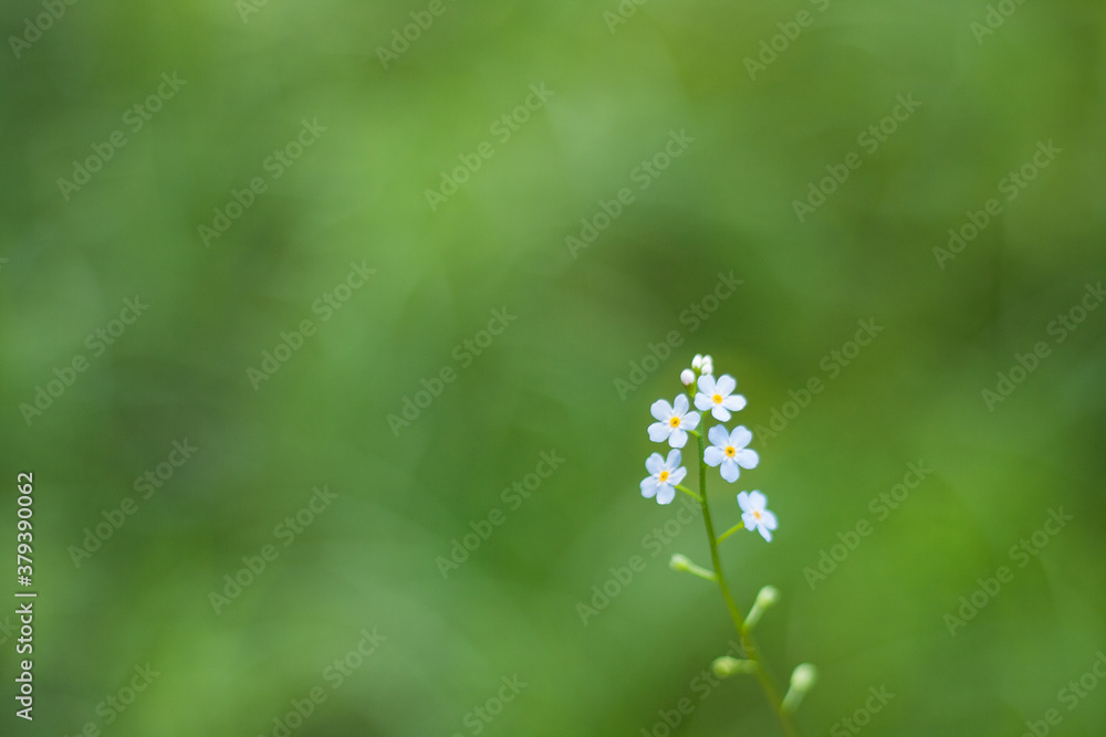forget me not flowers on the blurred green background forget me not flowers on the blurred green background
