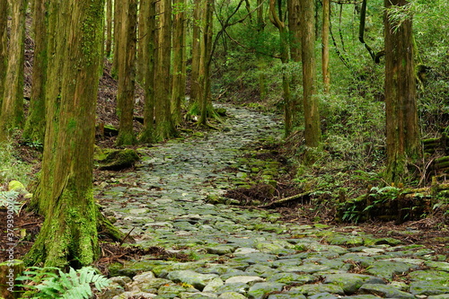 杉林の中の箱根旧街道の石畳
