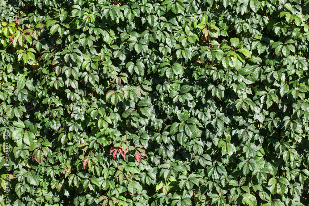 Green wild grape leaves with sunlight and shadow, foliage background. Wild grape fence. Green wild grape leaves with sunlight and shadow, foliage background. Wild grape fence.