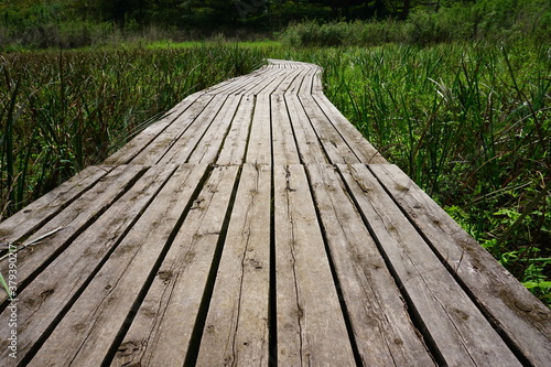 湿地帯に設けられた木製の遊歩道