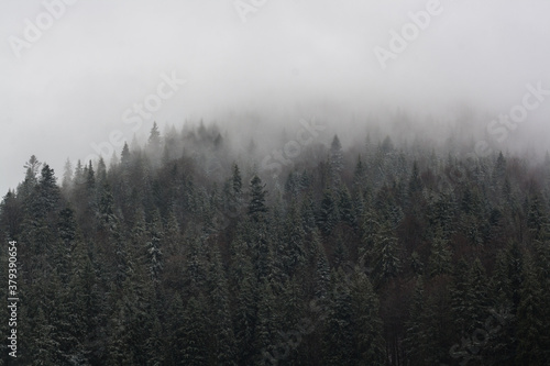 scenic fog in the mountains forest in the fall © Iuliia Tregub