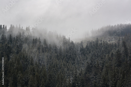 scenic fog in the mountains forest in the fall © Iuliia Tregub
